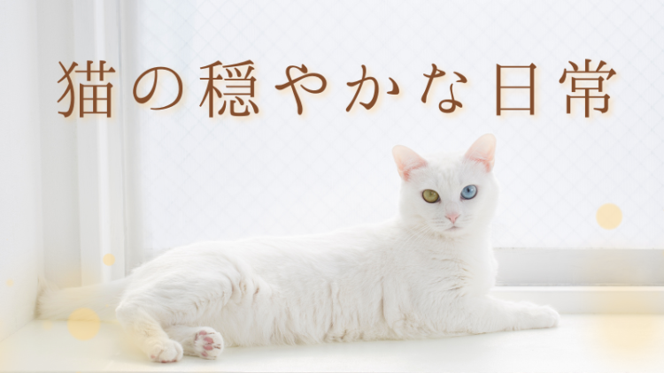 カワイイがいっぱい！ワンダーランド